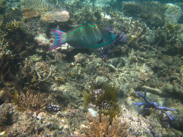 Coral and fish 3