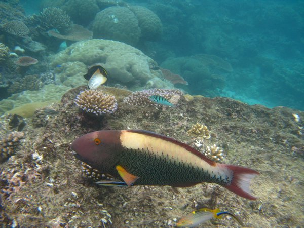 Coral and fish 4