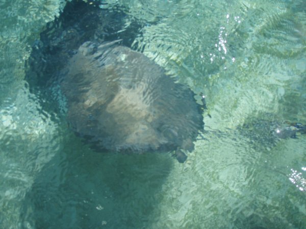 Sting ray from the boat