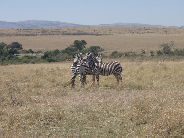Zebras taking it easy