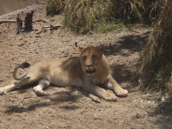 A lioness by the waterhole