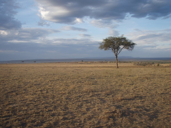 The Masai Mara 