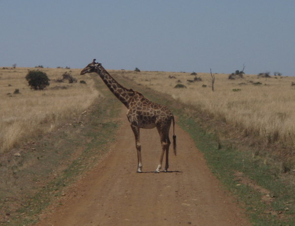 A giraffe stops traffic