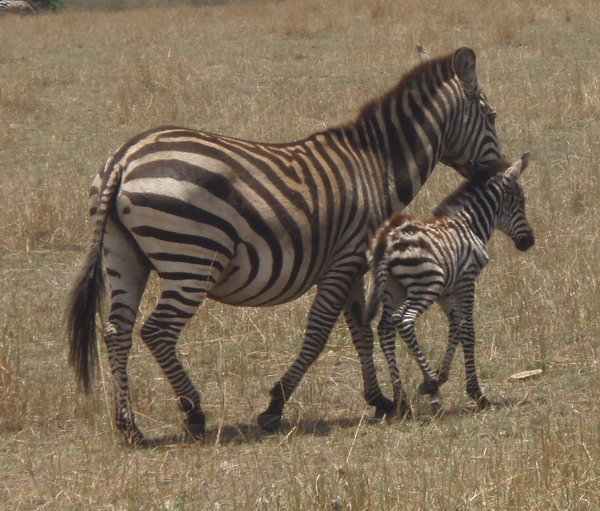 Mama and Baby Zebra