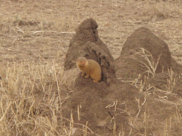 A cute little dwarf mongoose