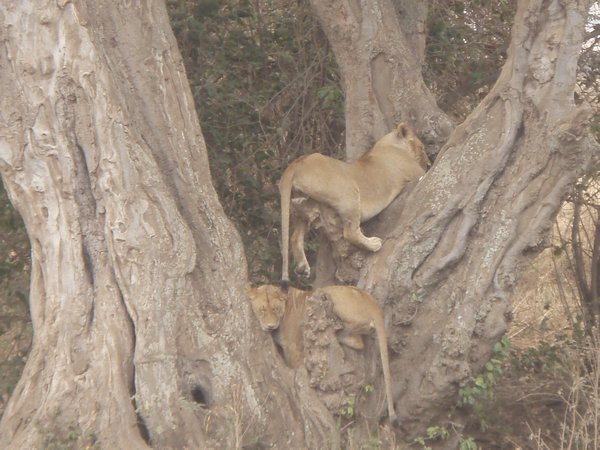 Lions sleeping in the tree