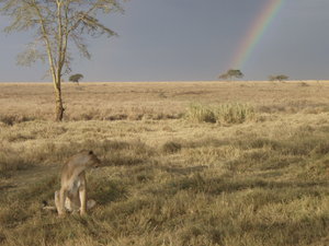 Lioness & the rainbow