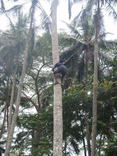 Local climbing for coconuts