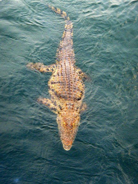 Crocodile on the sunset cruise