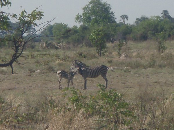 Zebras seen on safari walk