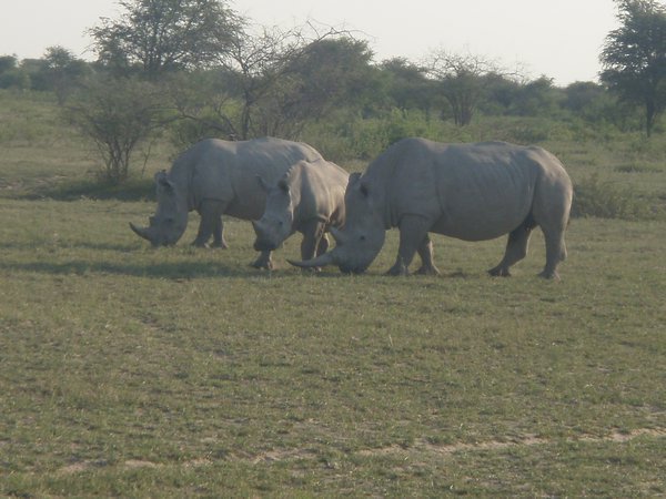 White/Wide lipped rhinos