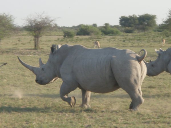 Rhino on the run