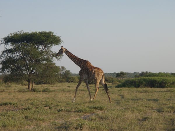 Giraffe at the rhino sanctuary