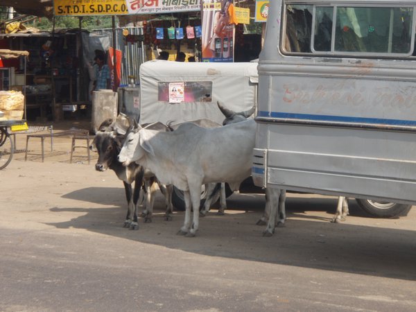 Cow's Crossing