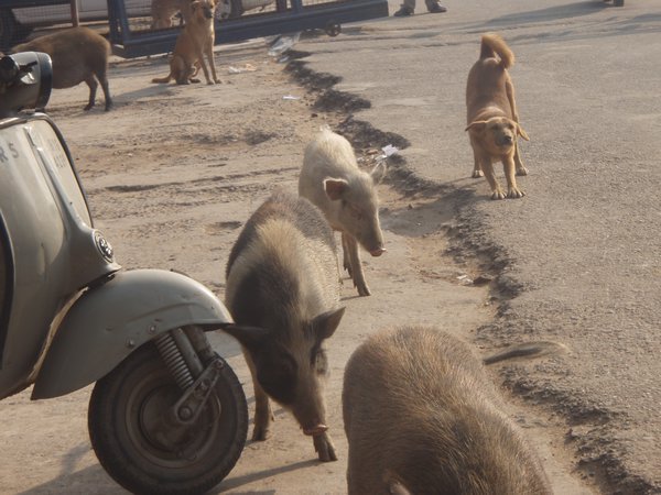 Pigs randomly roaming the streets