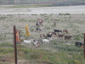 Ladies herding their goats