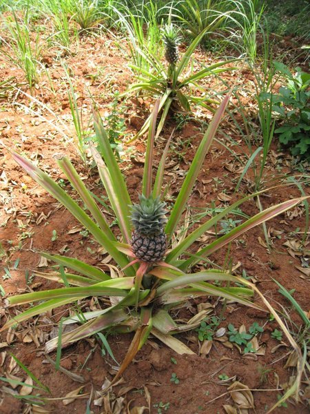 Ananaspflanze auf der 'Butterfly' Spice Farm