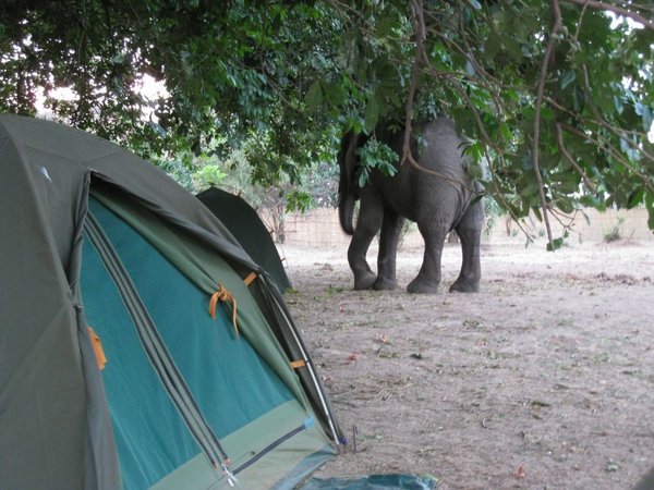 Elefantenbesuch auf dem Camp