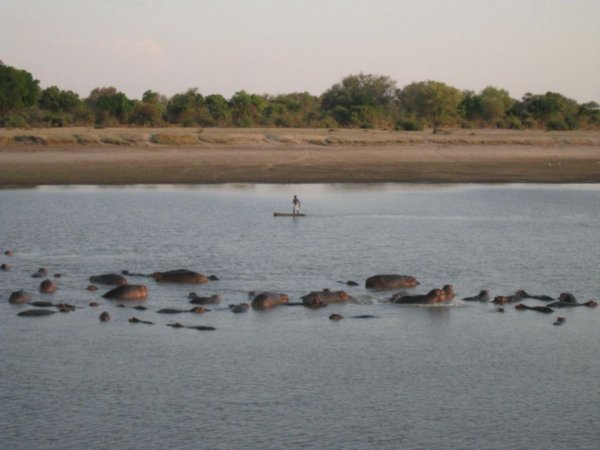 Einheimischer auf dem Fluss mit 'Hippos'