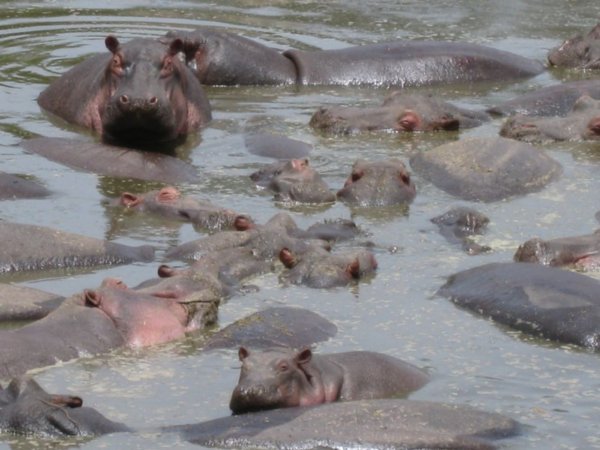 Hippo Pool (Serengeti)