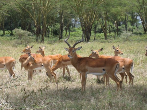 Impalas am Lake Nakuru (Kenia)