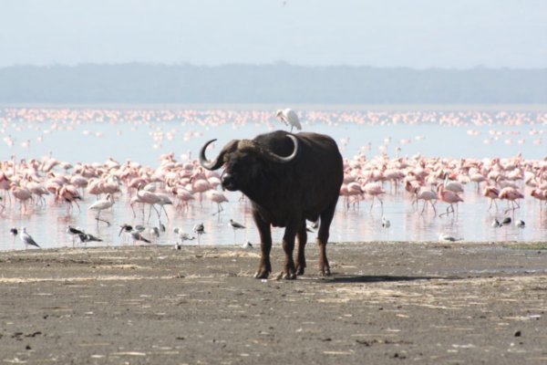 Büffel mit Flamingos am Lake Nakuru