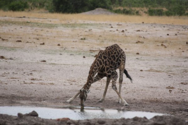 Giraffe beim Trinken im Hwange Nationalpark