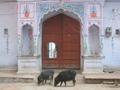 Temples and Pigs