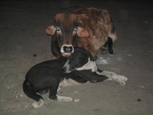 Cow resting head on dog