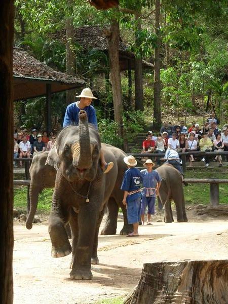 Elephant Camp in Chiang Mai