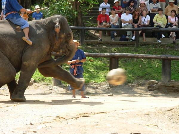Yup...It's an elephant playnig soccer