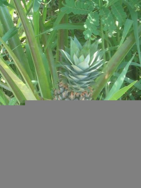 Pineapple in the Garden