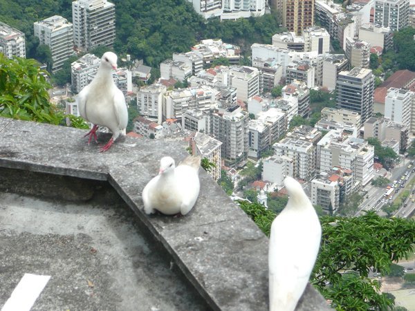 Birds eye view of Rio
