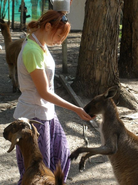 Kangaroo down sport!