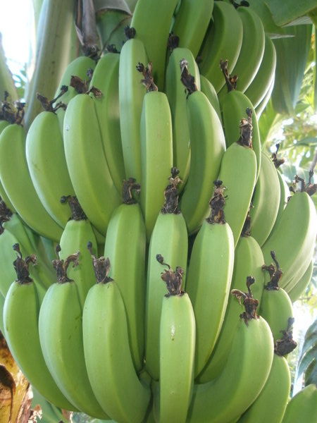 Lovely bunch of Bananas!