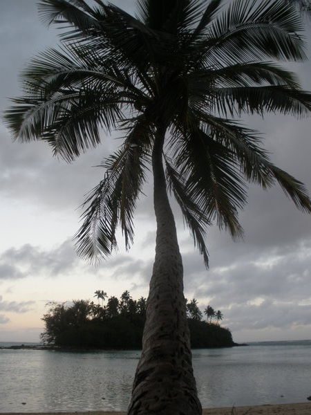 View from a palm tree