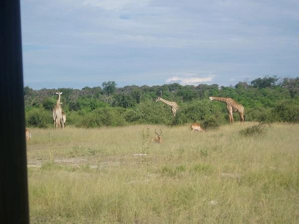 Giraffes & Impalas
