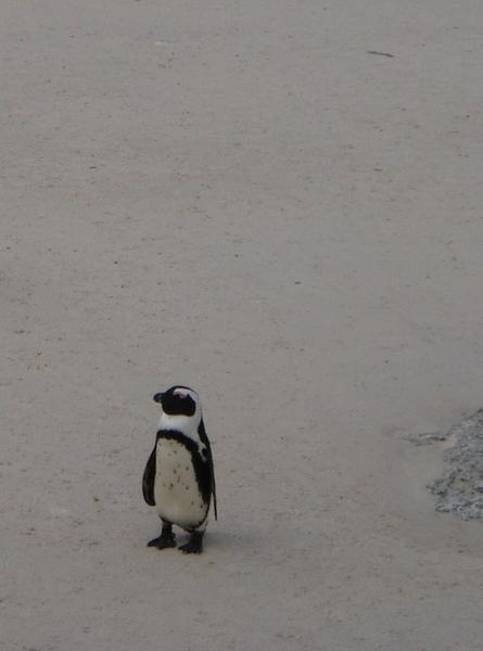 Decoy Penguin