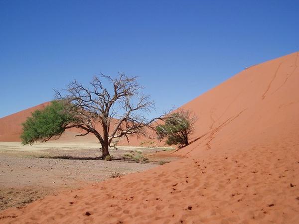 Camel Thorn Tree