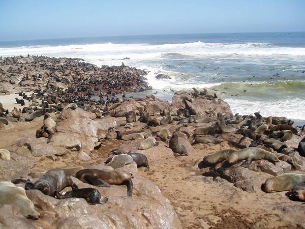 Many Seals