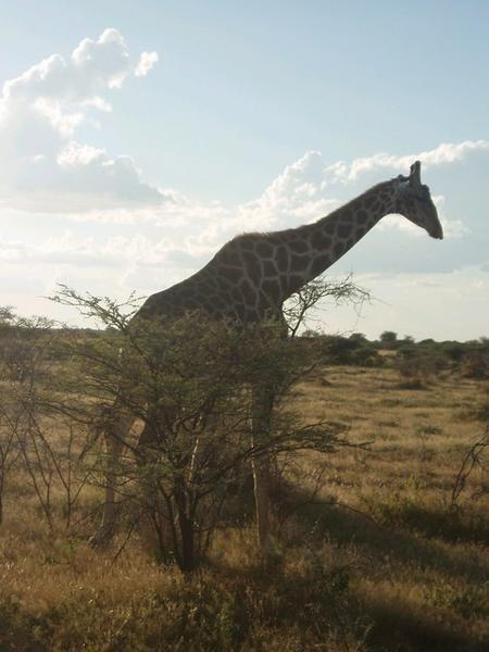 Hiding Giraffe