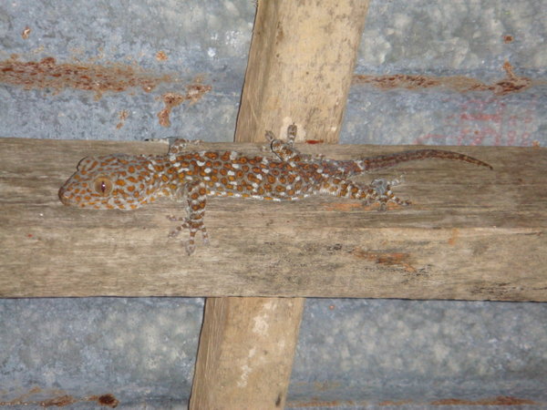 Foot long Gecko