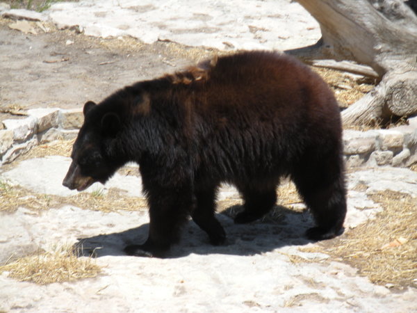 Black bear at Living Desert Museum