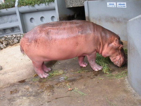Hippopotamus at Dusit Zoo