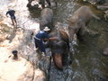 Maesa elephant camp