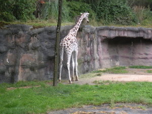Giraffe at Oregon Zoo in Portland