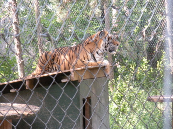tiger at the animal sanctuary
