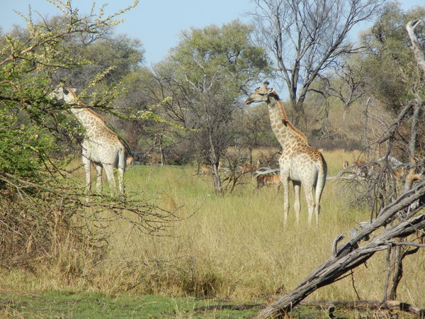 Giraffes ahead!
