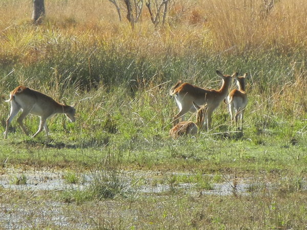 Impalas were everywhere - a common feature of all our walks