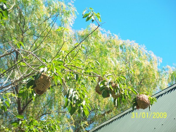 Birdnests in trees at "The Willow"